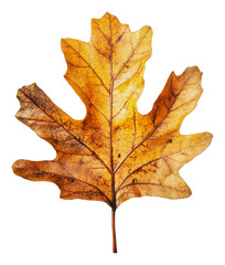 Fototapeta premium PNG Vibrant autumn leaf with rich textures