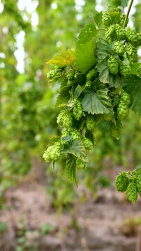 Vertical footage of green branches of hops in natural light, close-up. Green fresh hop cones for making beer and bread close up, agriculture background. 