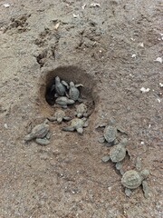 turtles on the beach