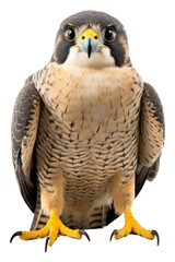 Obraz premium PNG Peregrine falcon accipiter buzzard animal.