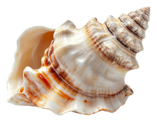 PNG Beautiful spiral shell resting on a smooth surface