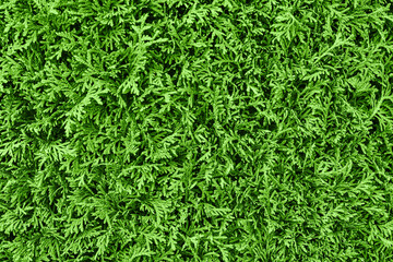 Green plant background. Green texture from plant leaves