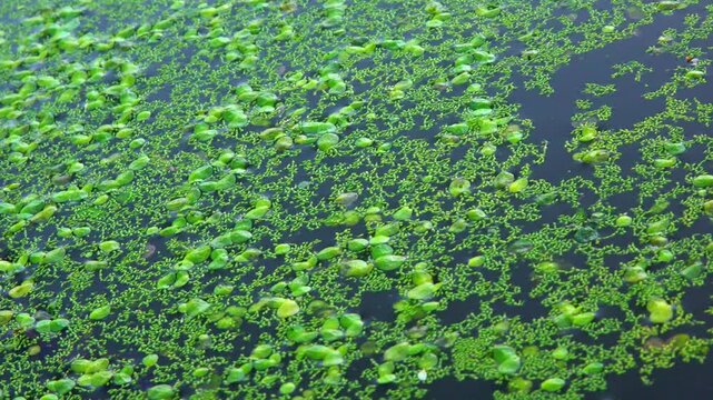 Aquatic plants rootless duckweed Wolffia arrhiza and duckweed Lemna turionifera, smallest flowering plants living on the surface of water, Ukraine