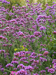 Fototapeta premium Purple Verbena Flowers in a Blooming Field