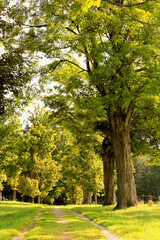 A Walk Through the Tree Lined Path