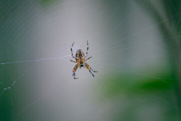 Kreuzspinne im Netz, Spinne im Garten mit verschwommen Hintergrund., Nahaufnahme einer spinne in der mitte Ihres Netzes