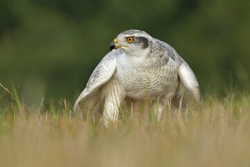 Eurasian goshawk Accipiter gentilis wildlife prey nature predator beautiful animal beautiful sighting ornithology Europe
