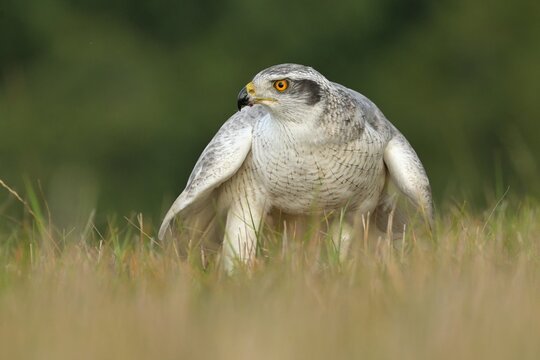 Eurasian goshawk Accipiter gentilis wildlife prey nature predator beautiful animal beautiful sighting ornithology Europe