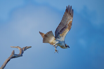 Fototapeta premium Osprey take-off