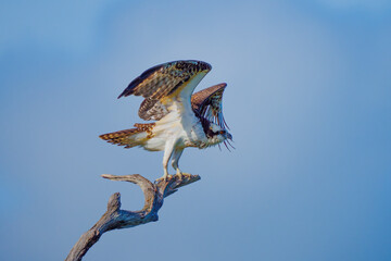 Osprey take-off
