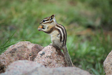 Streifenhörchnen, chipmunk, eichhörnchen, schöne Nahaufnahme mit verschwommenem Hintergrund, Süßes kleines tier beim essen einer Nuss.