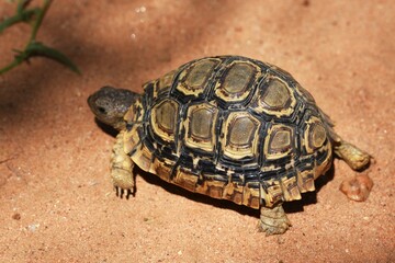Schildkröte auf dem Sandboden in Namibia.