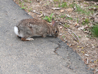 wild rabbit in the garden