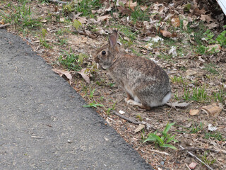 Fototapeta premium wild rabbit in the garden