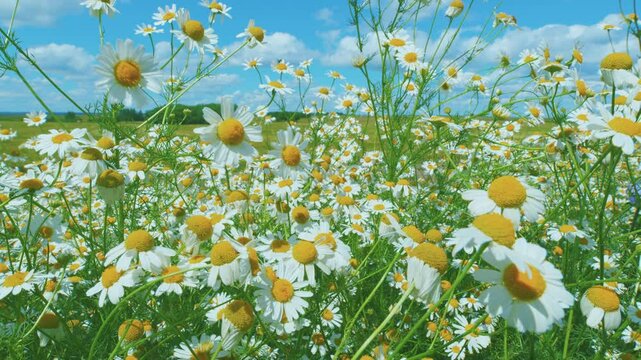 White Flowers In A Field Of Green Grass Sway In Wind. White Blooming Chamomile Flowers Summer Field Meadow. Nature Tranquility. Slow motion.