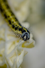Caterpillar of the Large White Butterfly, Pieris brassicae, eating cabbage leaves