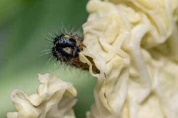 Caterpillar of the Large White Butterfly, Pieris brassicae, eating cabbage leaves