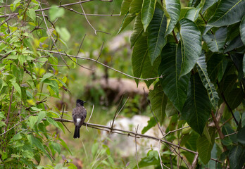 The red -vented bulbul sitting on a thin branch of a tree