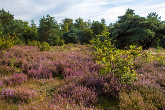 Heathland in National Park Maasduinen in the Netherlands