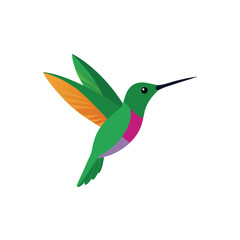 Obraz premium A flying Hummingbird vector illustration clipart, white background