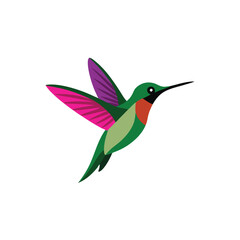 Obraz premium A flying Hummingbird vector illustration clipart, white background