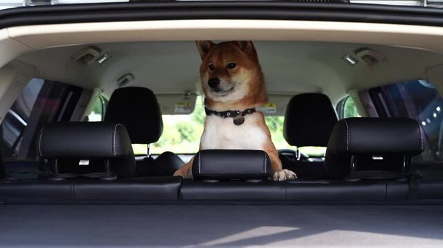 Shiba Inu dog in the car