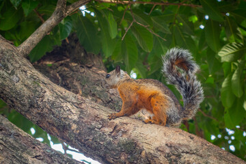 Variegated Squirrel or Sciurus variegatoides a typical squirrel in central america, with dark brown and orange fur. Standing on a tree with leaves