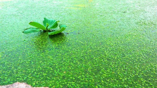 Aquatic plants rootless duckweed Wolffia arrhiza and duckweed Lemna turionifera, smallest flowering plants living on the surface of water, Ukraine
