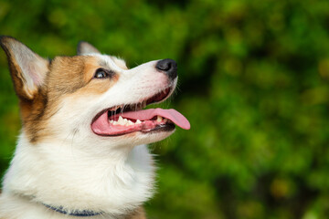 Pembroke Welsh Corgi puppy looking away and smiling with tongue hanging out against green bushes. Walking with dog in city park. Red and white corgi