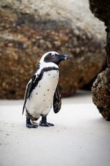 Naklejka premium penguin standing on the rocks