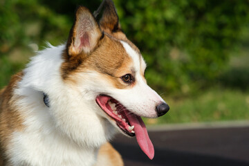 Pembroke Welsh Corgi puppy looking away and smiling with tongue hanging out against green bushes. Walking with dog in city park. Red and white corgi