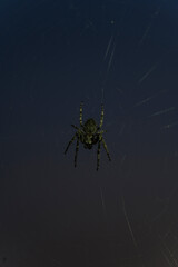 spider in the web
