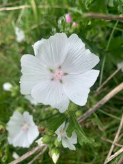 pink and white flower