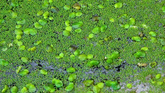 Aquatic plants rootless duckweed Wolffia arrhiza and duckweed Lemna turionifera, smallest flowering plants living on the surface of water, Ukraine
