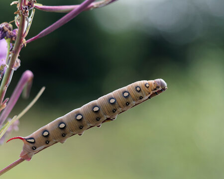 The Bedstraw Hawk Moth caterpillar in the later stage of development.