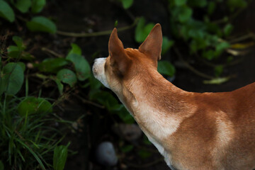Dingo