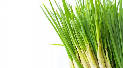 Intricate lemongrass photograph, highlighting its vibrancy and freshness.