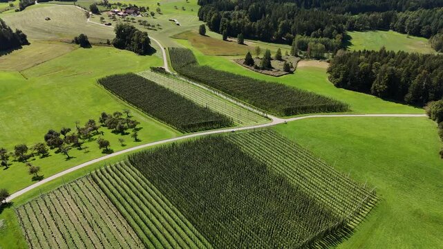 Aerial Views of Bavarian Hops Fields: Oktoberfest Tradition