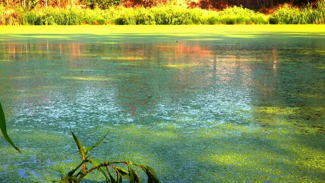Shadows and highlights on lake water with floating on the surface Aquatic plants rootless duckweed Wolffia arrhiza and duckweed Lemna turionifera, Odessa