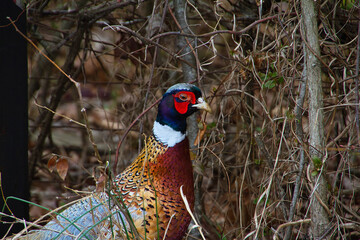 pheasant in the wild