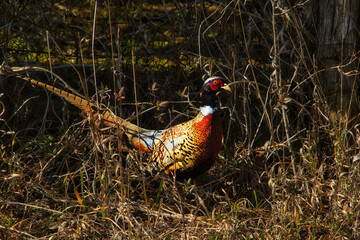 pheasant in the wild