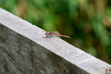close-up of a dragonfly Damselfly in the sun on wood