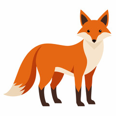 Kit fox isolated on white background