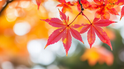 紅葉したもみじ