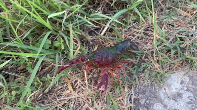 The red swamp crayfish moving on land in the Veneto region, Italy
