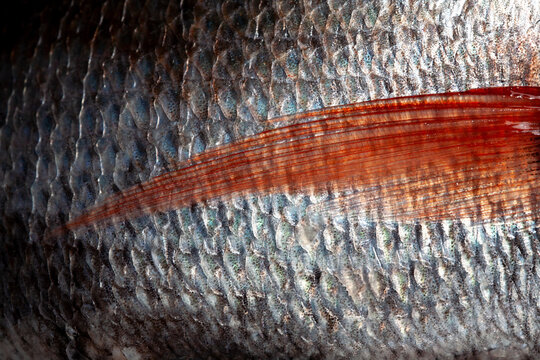 Aleta pescado detalle