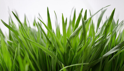 Fototapeta premium Bright green grass on isolated white background. Close-up.