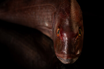 Naklejka premium Dorada