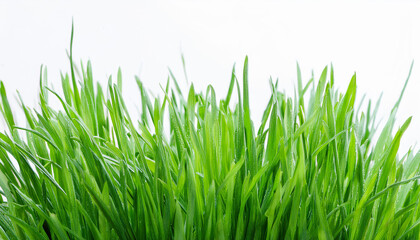 Fototapeta premium Bright green grass on isolated white background. Close-up.