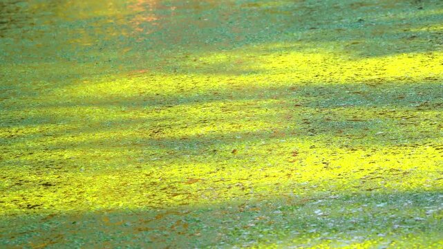 Shadows and highlights on lake water with floating on the surface Aquatic plants rootless duckweed Wolffia arrhiza and duckweed Lemna turionifera, Odessa